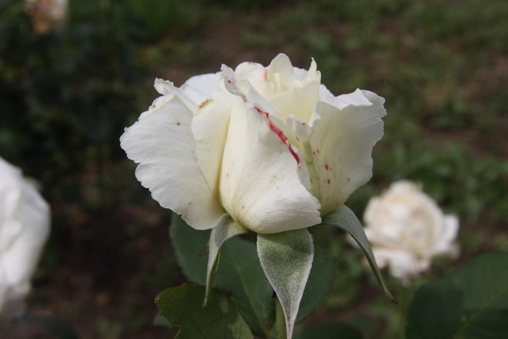 růže White Weekend