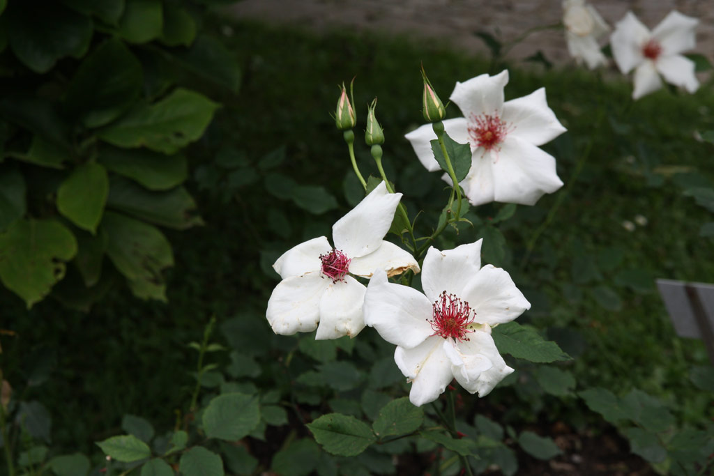 růže White Wings (Linz)