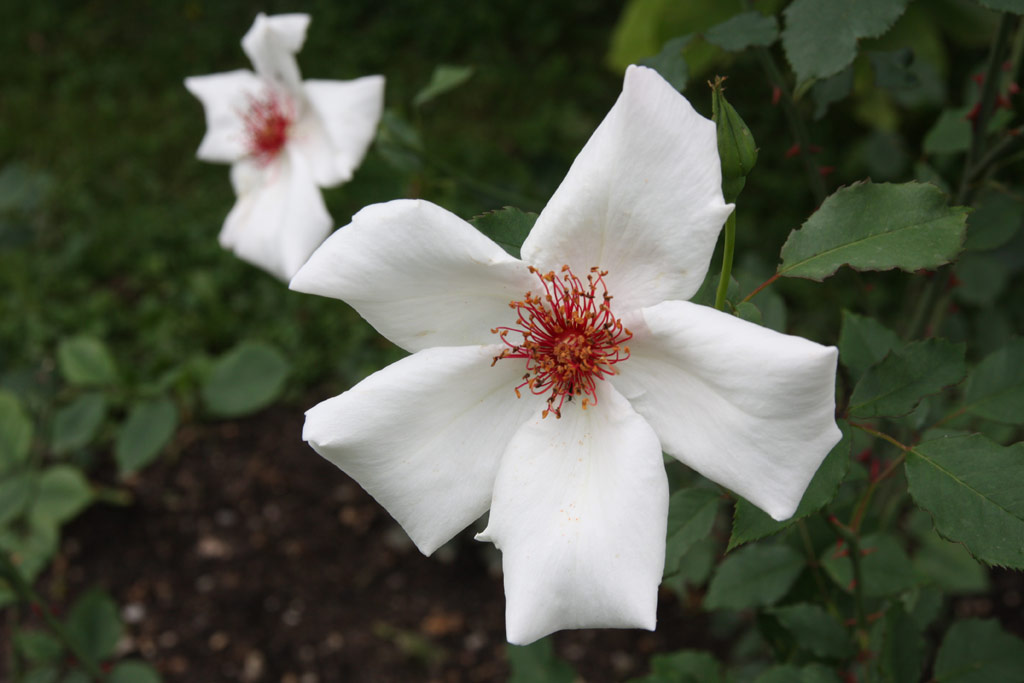růže White Wings (Linz)