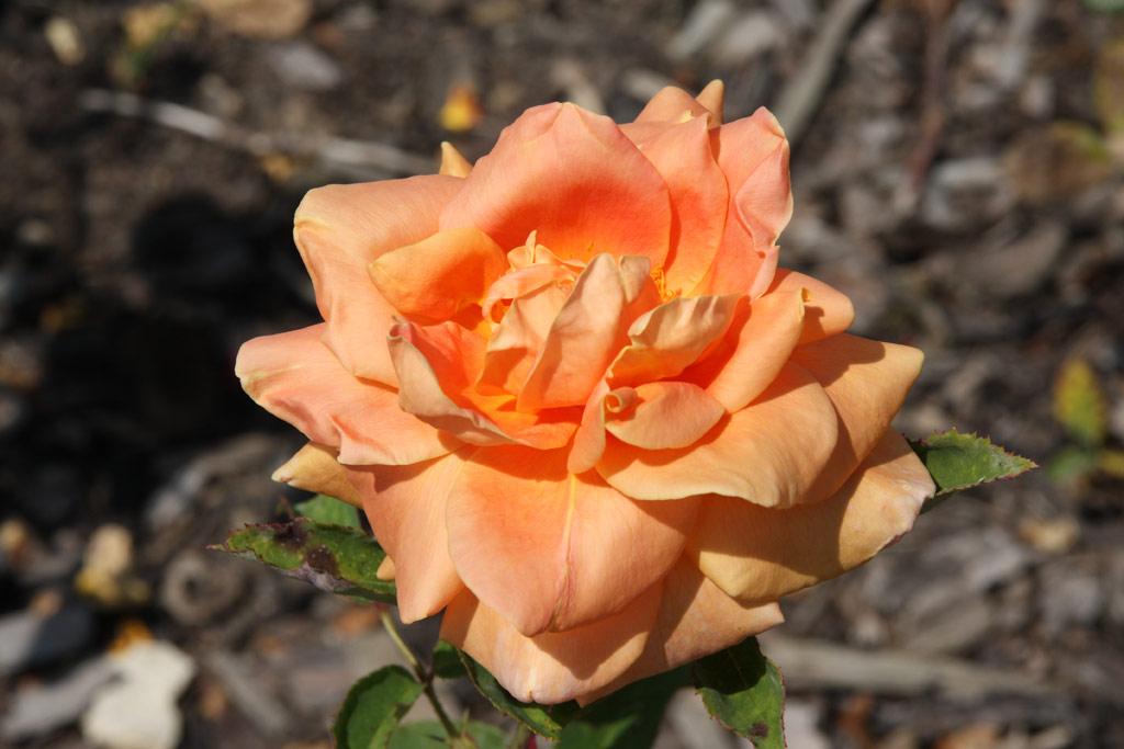 růže Wiener Charme