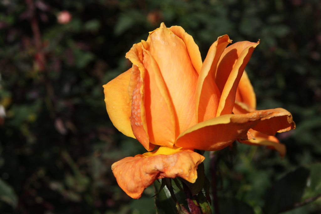 růže Wiener Charme