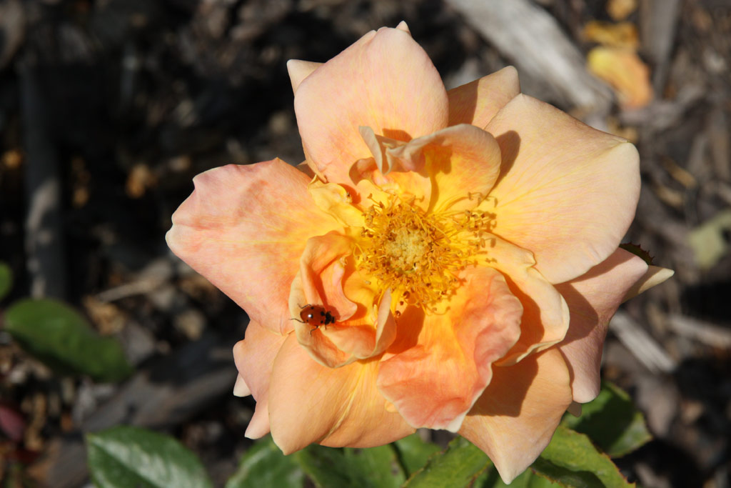 růže Wiener Charme