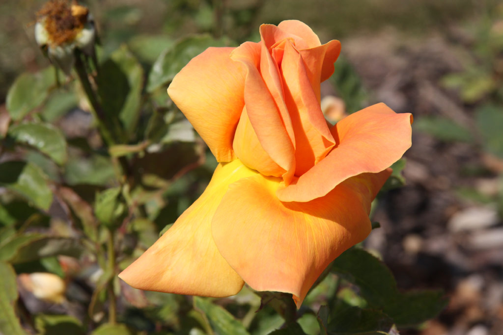 růže Wiener Charme