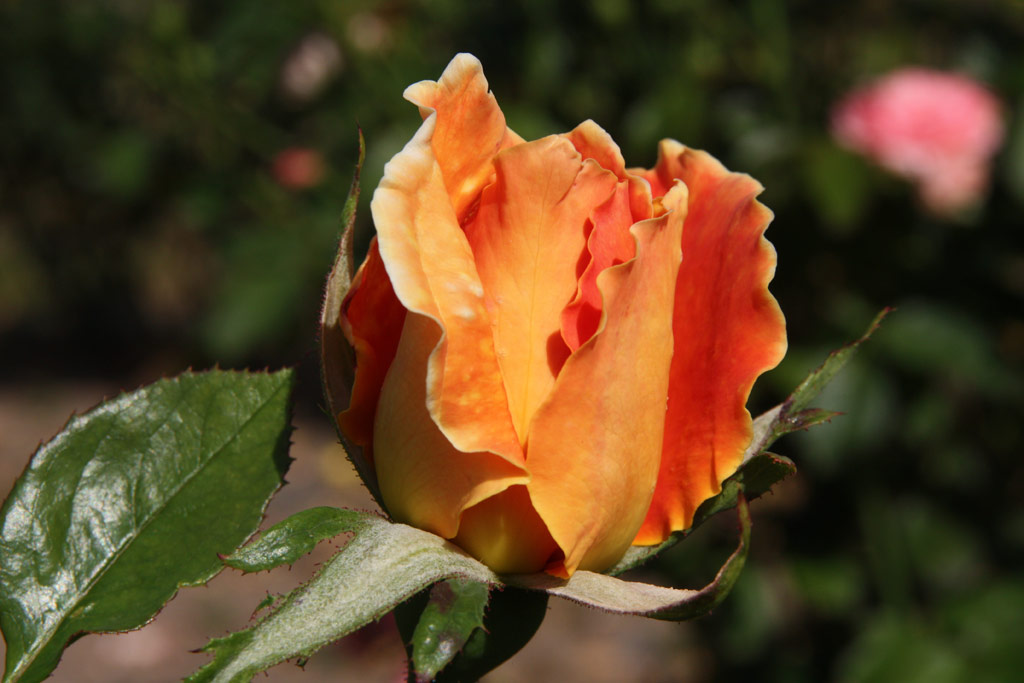 růže Wiener Charme