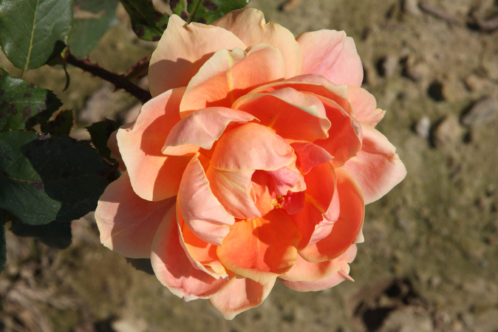 růže Wiener Charme