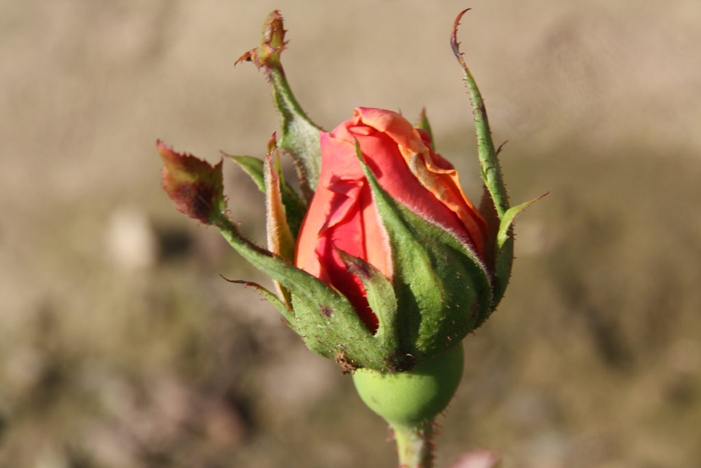 růže Wiener Charme