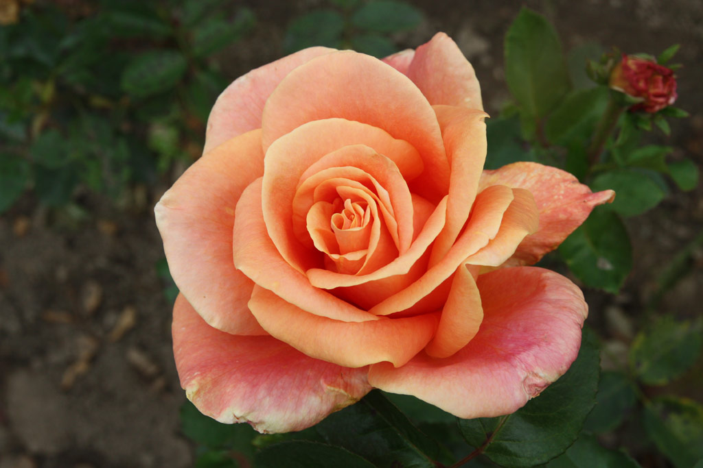 růže Wiener Charme