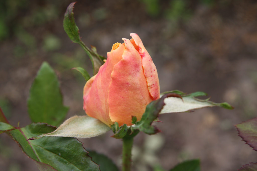 růže Wiener Charme