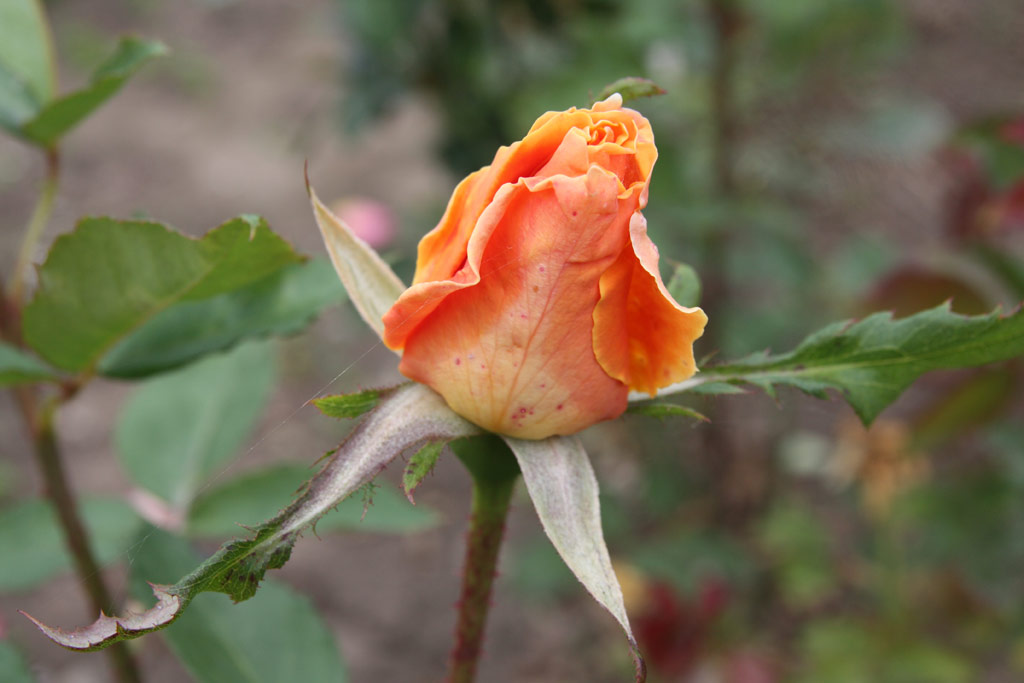 růže Wiener Charme