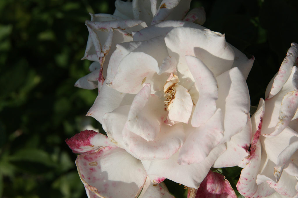 růže Wiener Donaupark