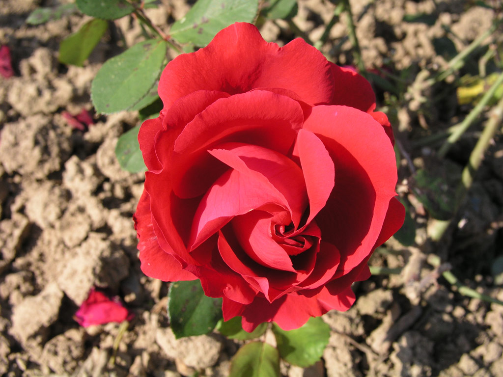 růže Wiener Walzer