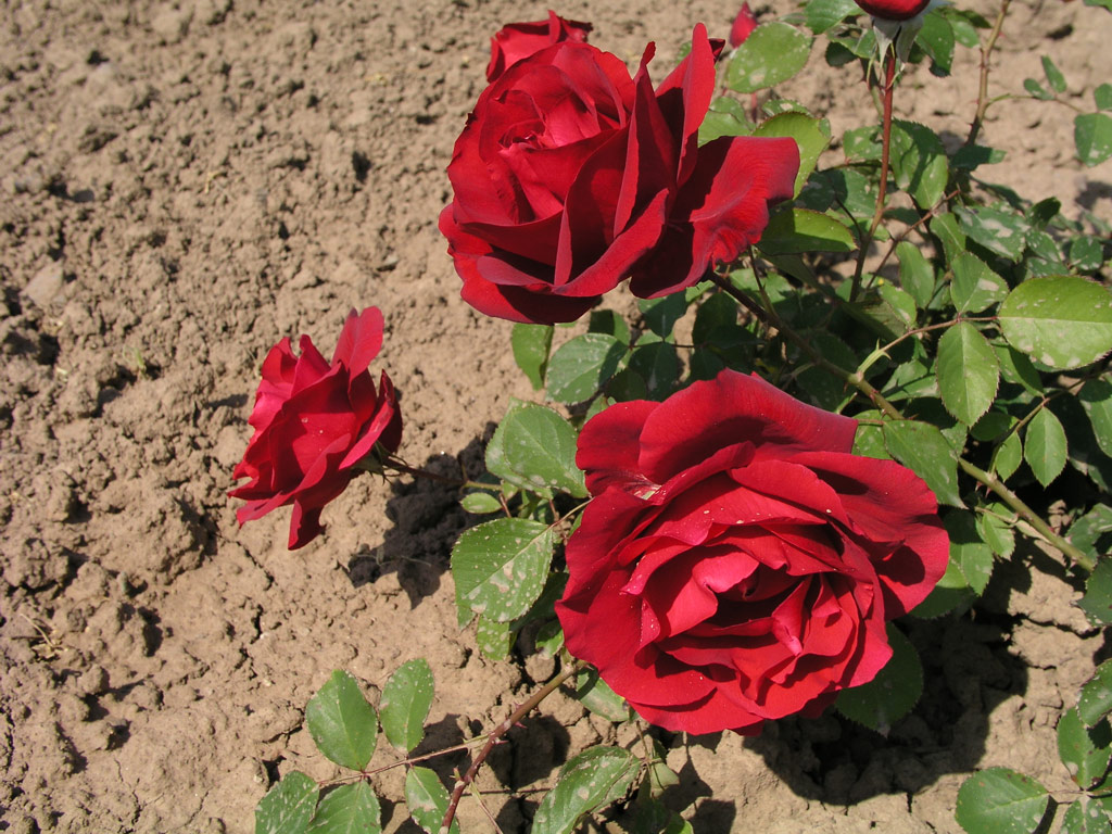 růže Wiener Walzer