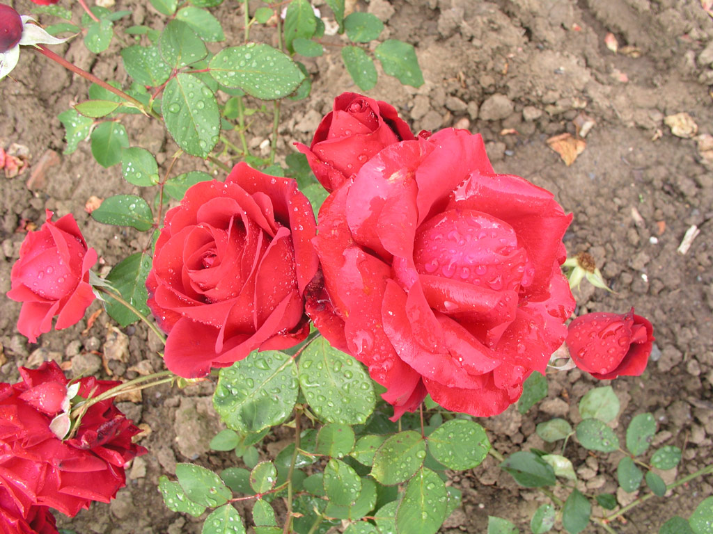 růže Wiener Walzer