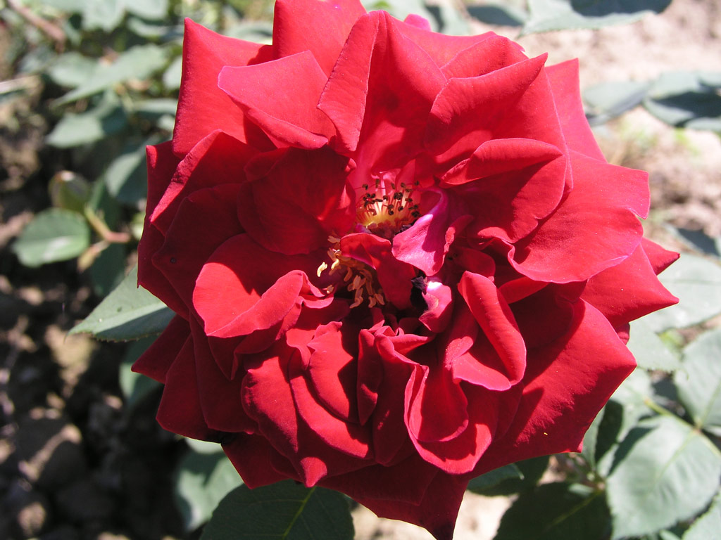 růže Wiener Walzer