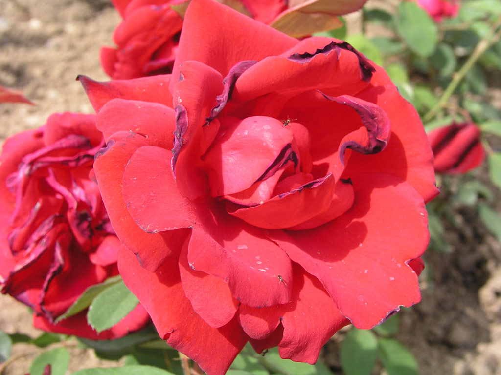 růže Wiener Walzer