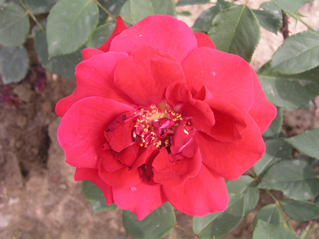 růže Wiener Walzer