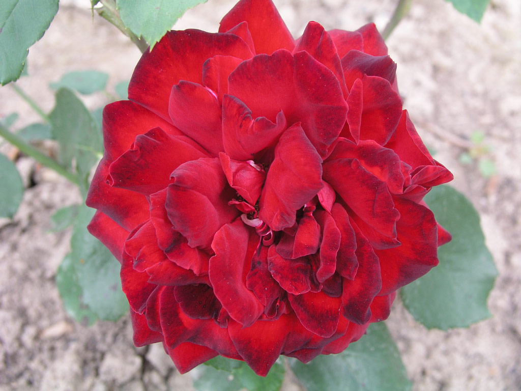 růže Wilfred Norris