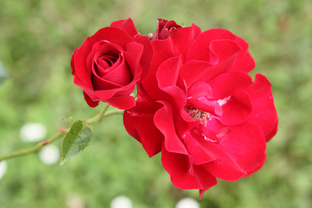 růže Wilhelm Hansmann