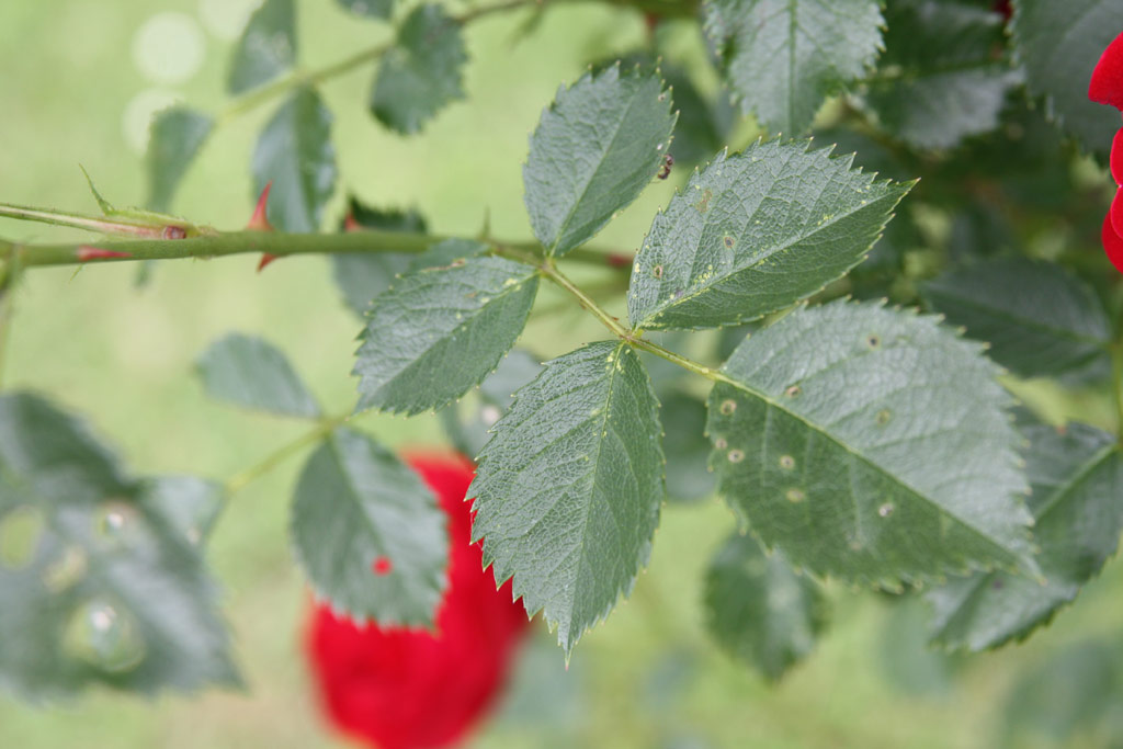 růže Wilhelm Hansmann