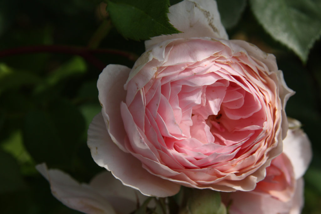 růže William Morris