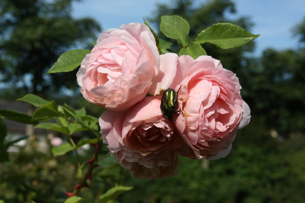 růže William Morris