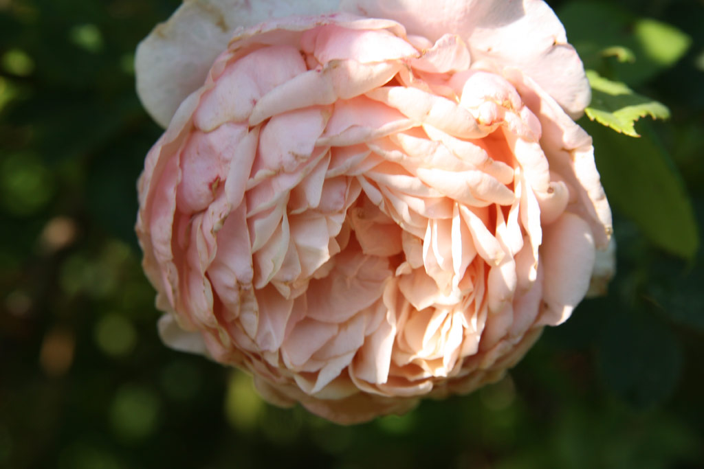 růže William Morris