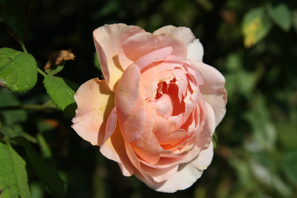 růže William Morris