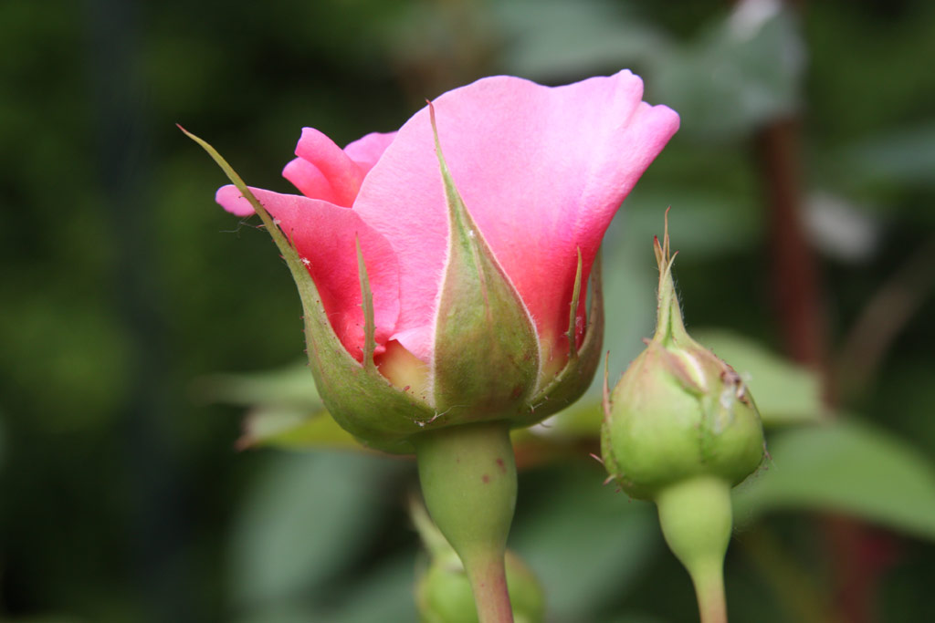 růže William Morris