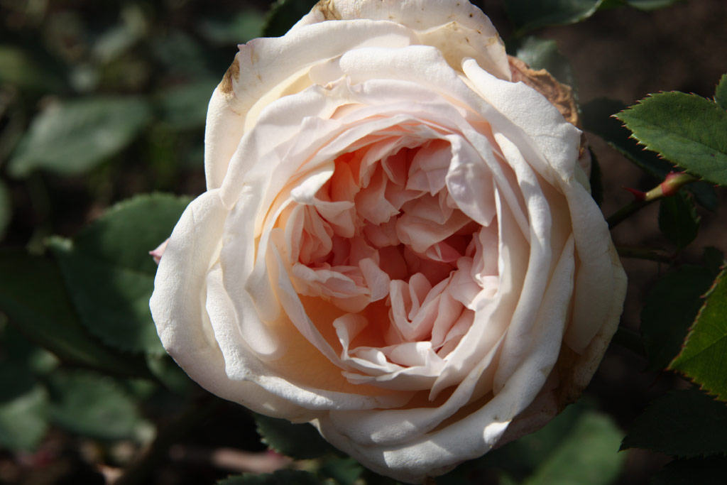 růže William R. Smith