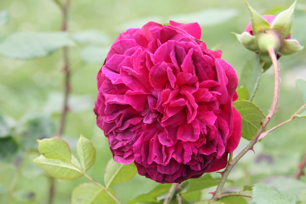 růže William Shakespeare