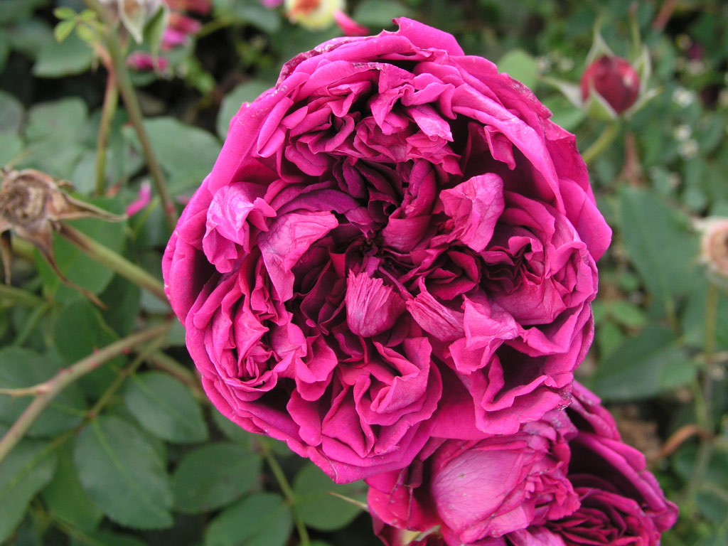 růže William Shakespeare 2000