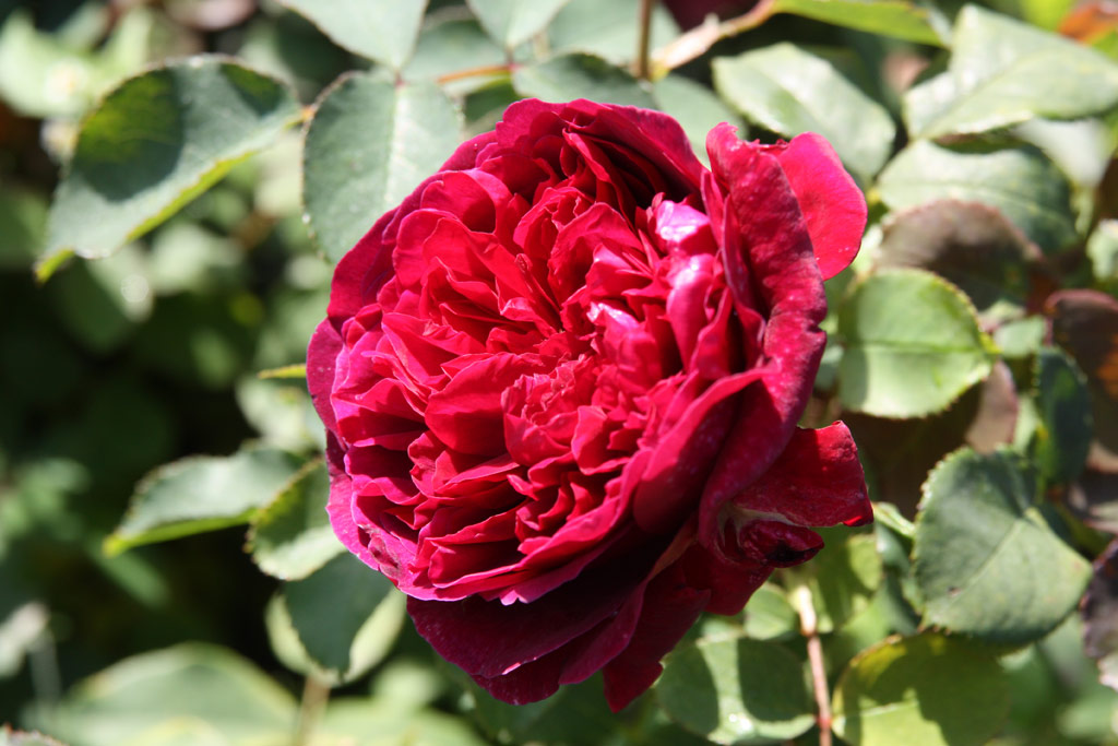 růže William Shakespeare 2000