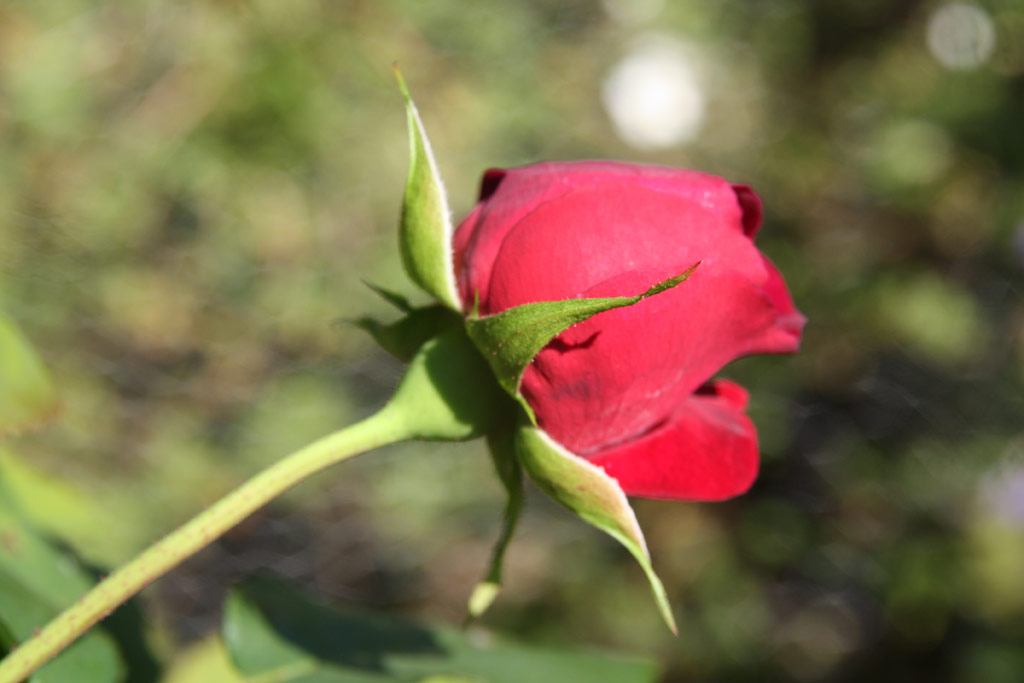 růže William Shakespeare 2000