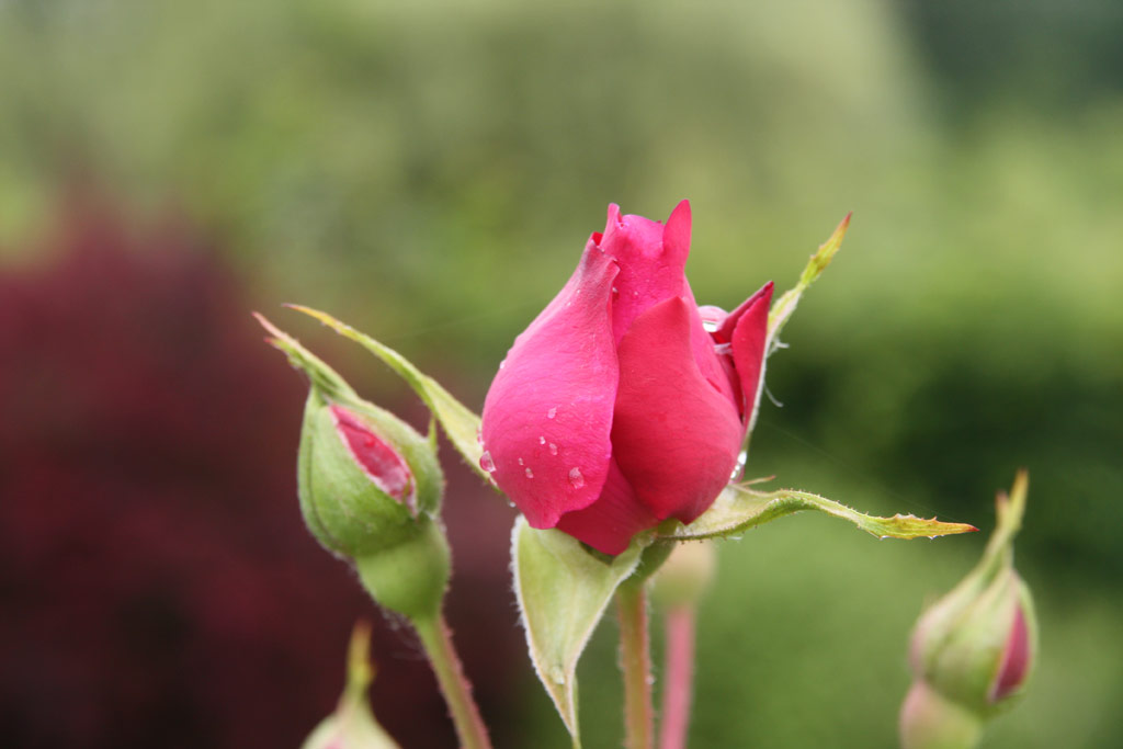 růže William Shakespeare 2000