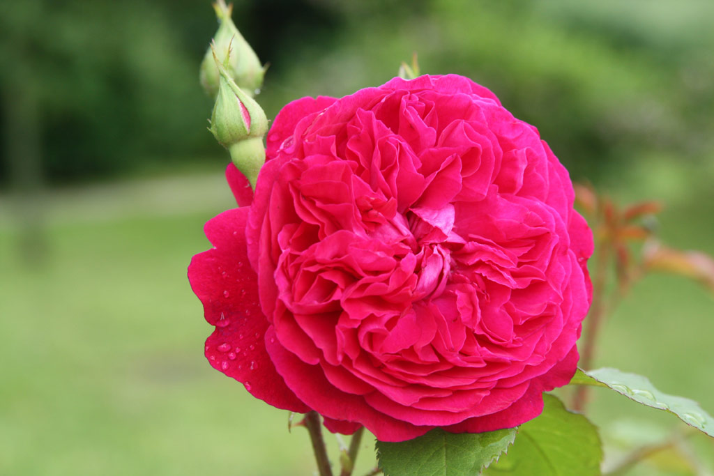 růže William Shakespeare 2000