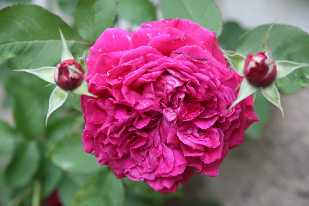 růže William Shakespeare 2000