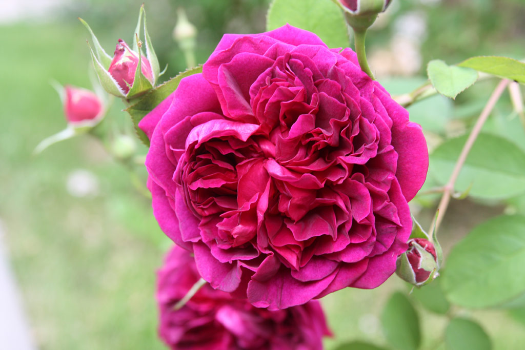 růže William Shakespeare 2000