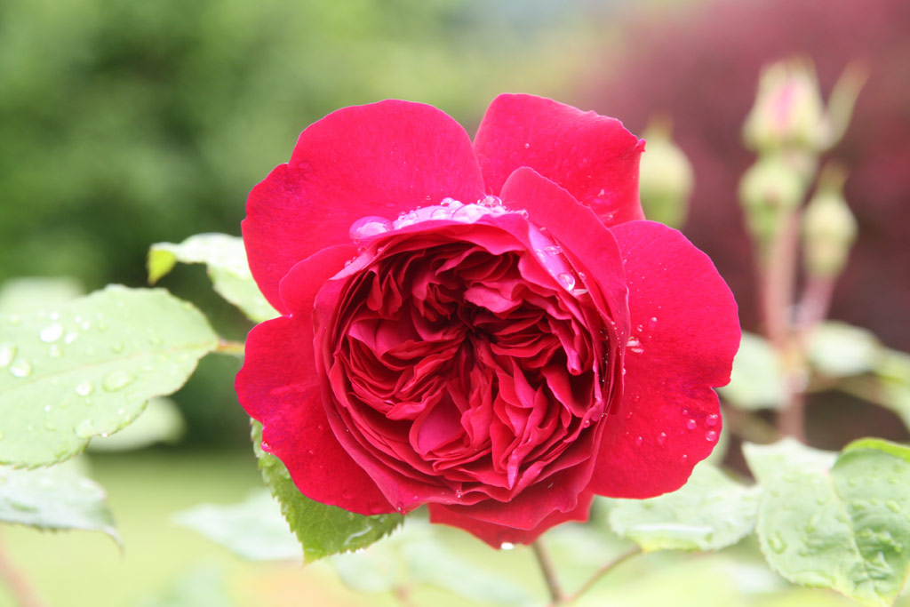 růže William Shakespeare 2000