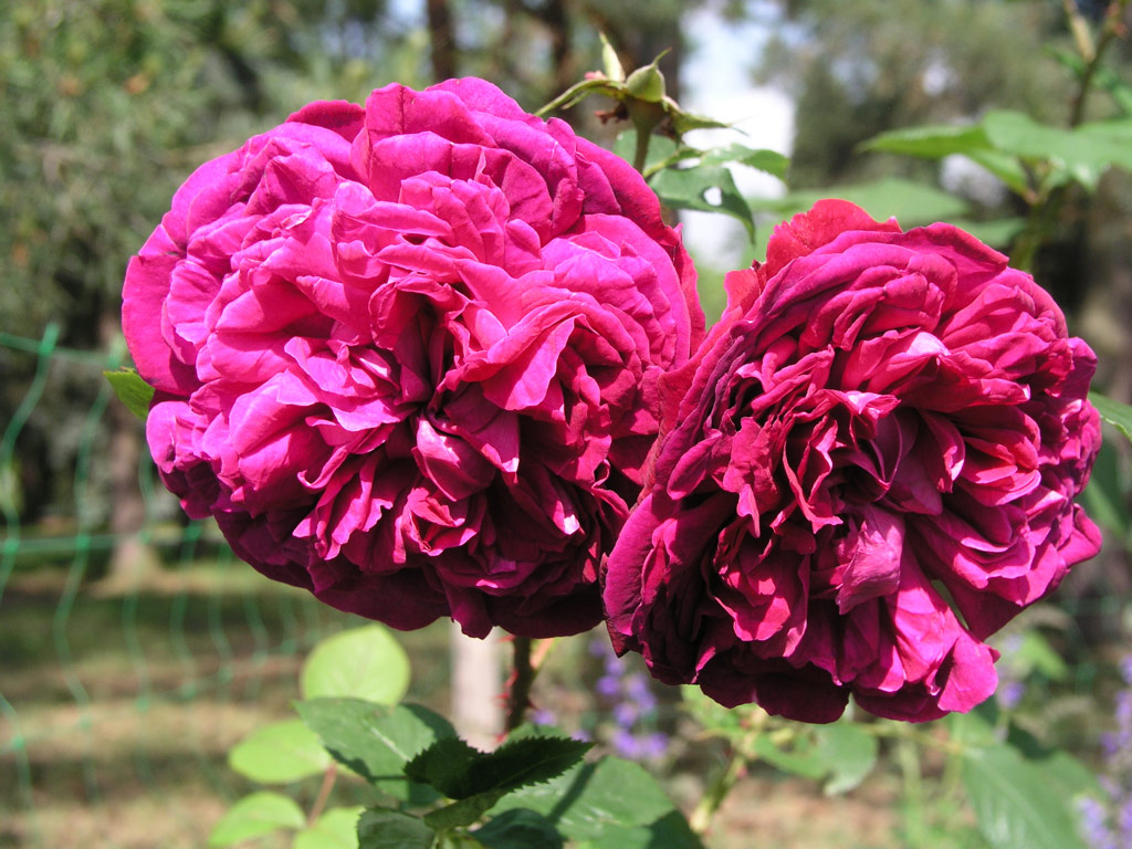 růže William Shakespeare 2000