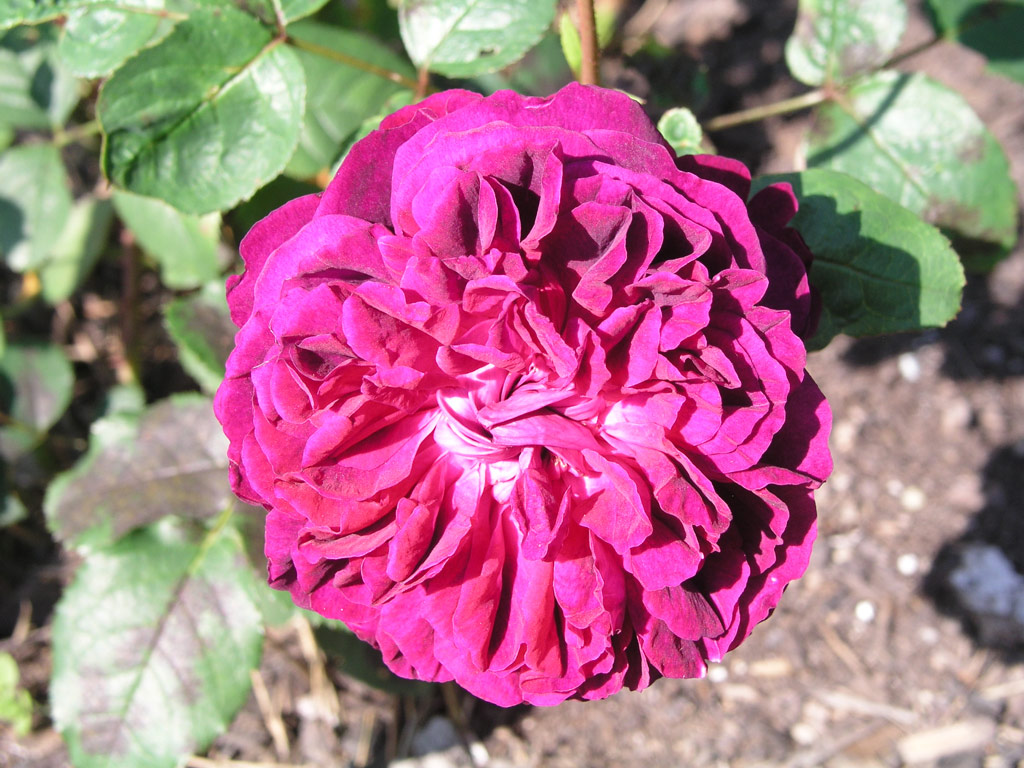 růže William Shakespeare 2000