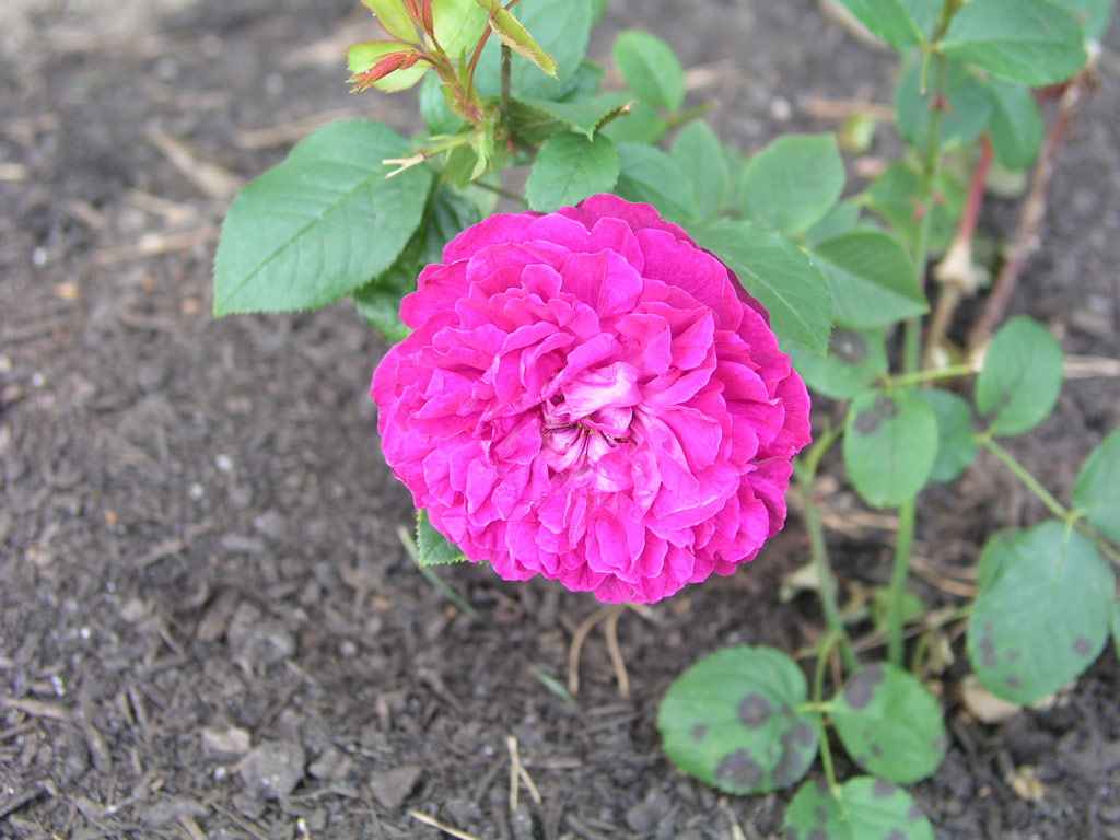 růže William Shakespeare 2000