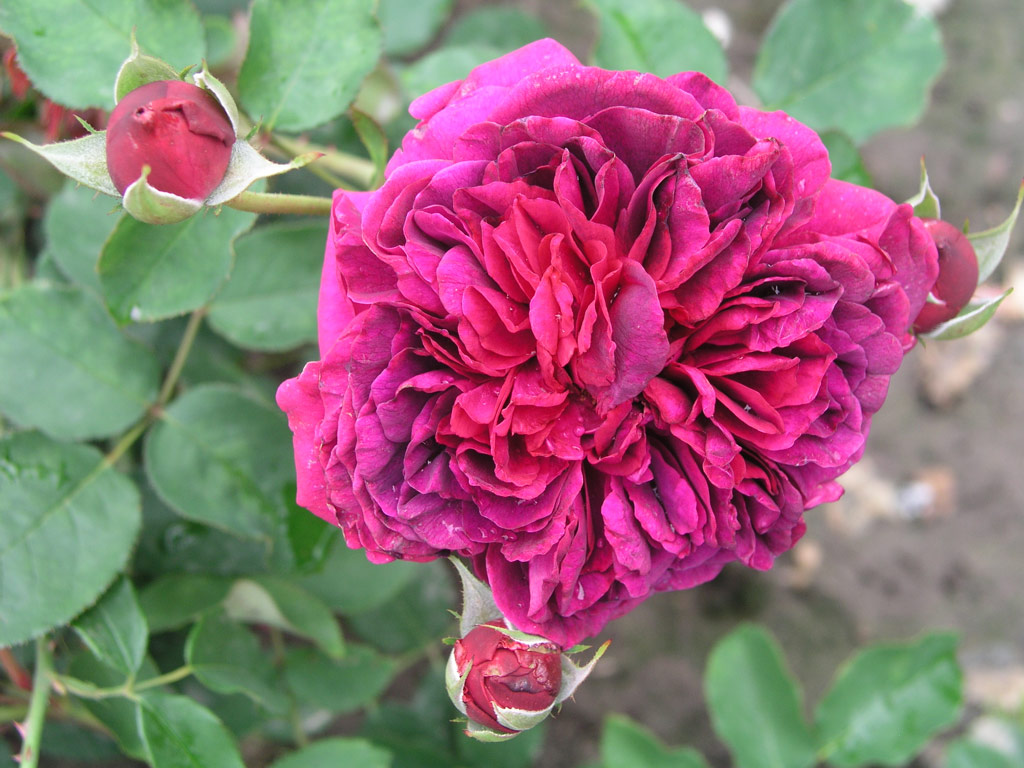 růže William Shakespeare 2000