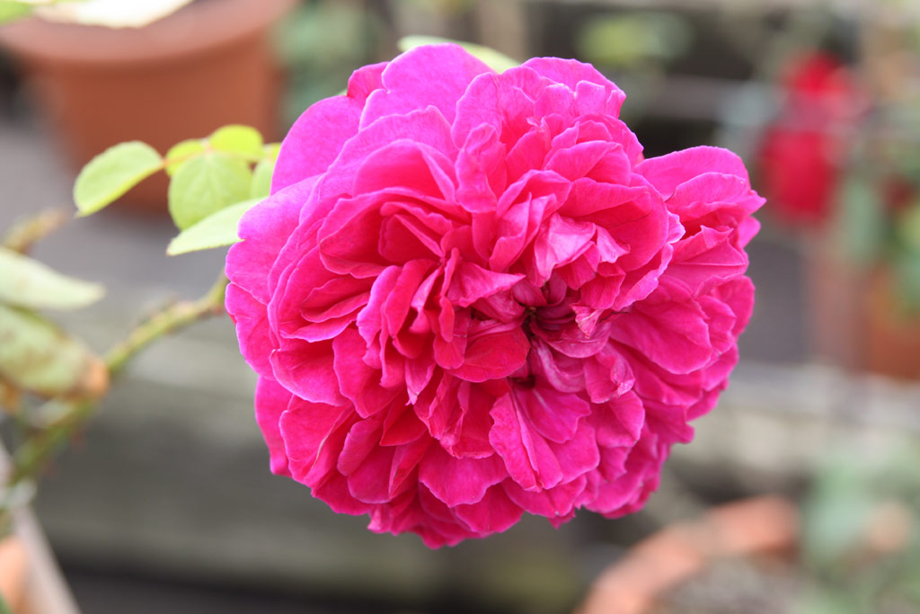 růže William Shakespeare 2000