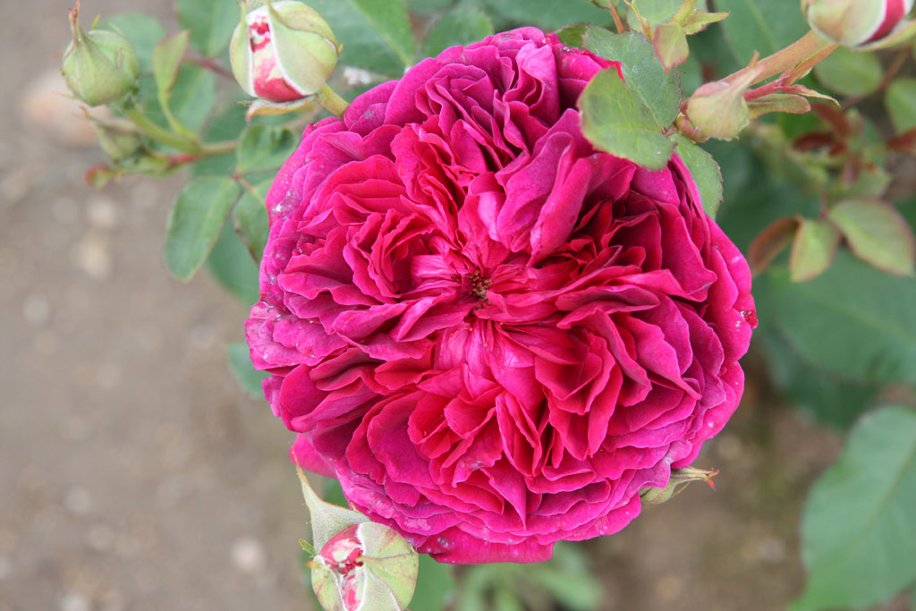 růže William Shakespeare 2000