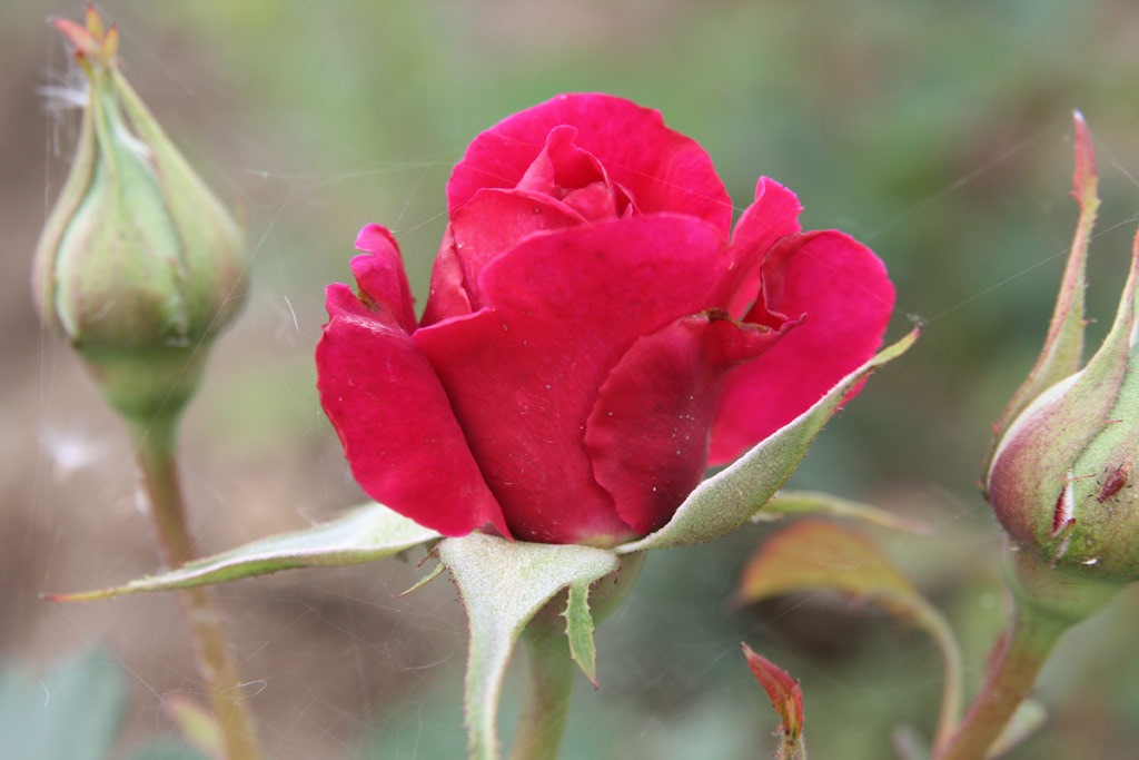 růže William Shakespeare 2000