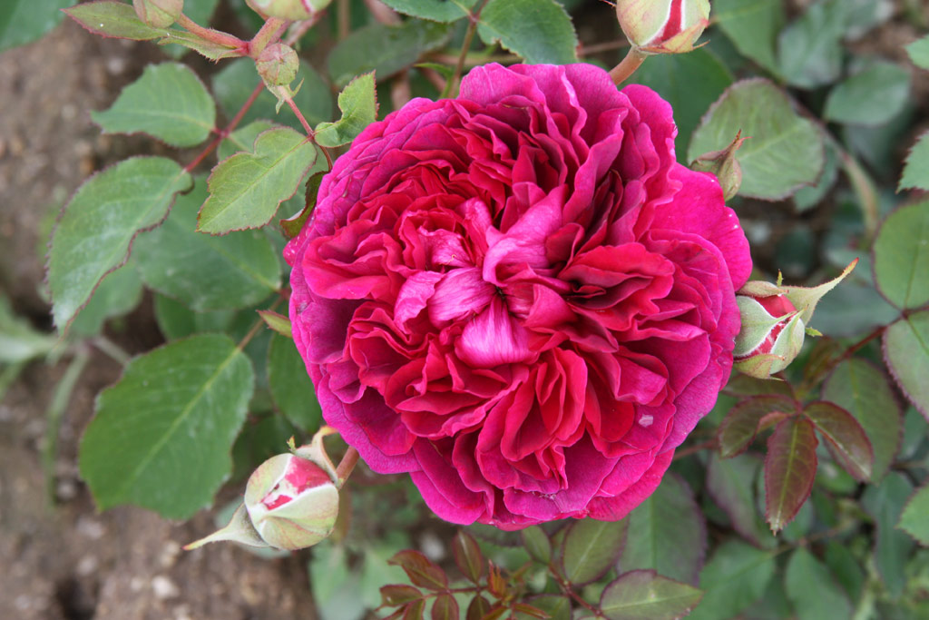 růže William Shakespeare 2000