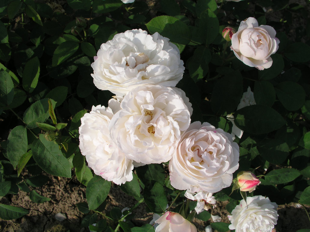 růže Winchester Cathedral