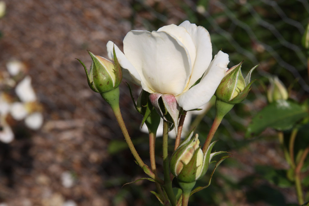 růže Winchester Cathedral