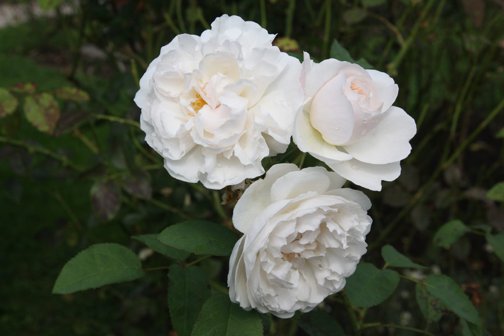 růže Winchester Cathedral