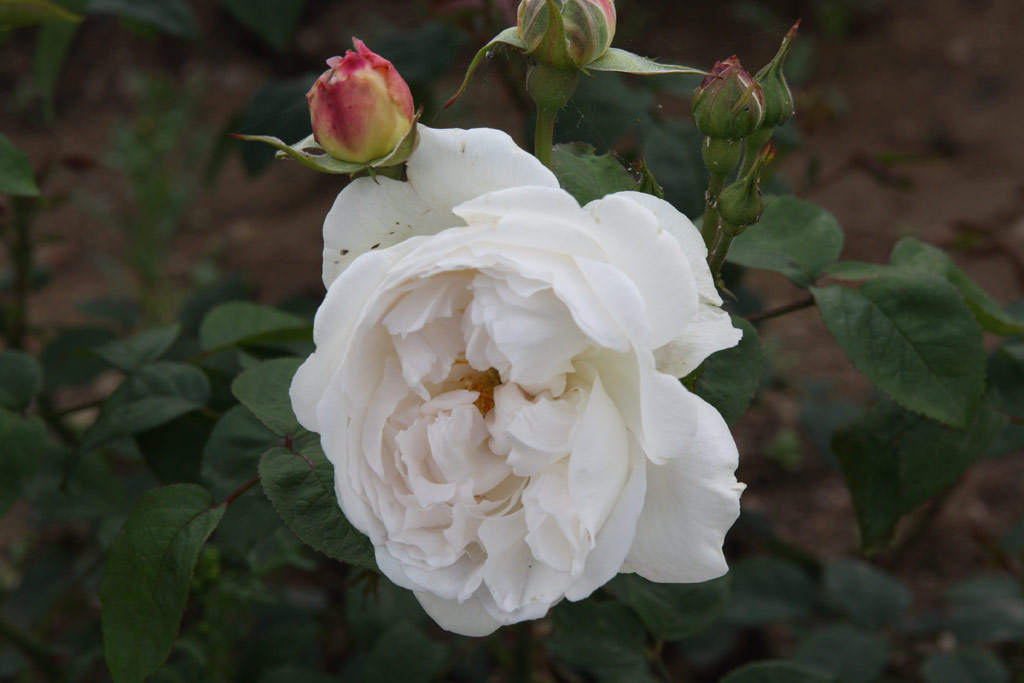 růže Winchester Cathedral
